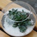 Мини-сад из суккулентов в стеклянной колбе №3 - с доставкой по Минску - миниатюра