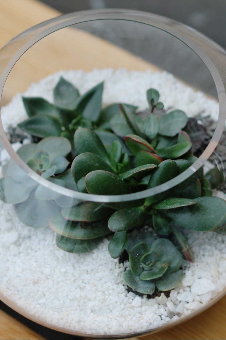 Мини-сад из суккулентов в стеклянной колбе №3 - с доставкой по Минску