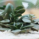 Мини-сад из суккулентов в стеклянной колбе №3 - подарочное оформление - миниатюра