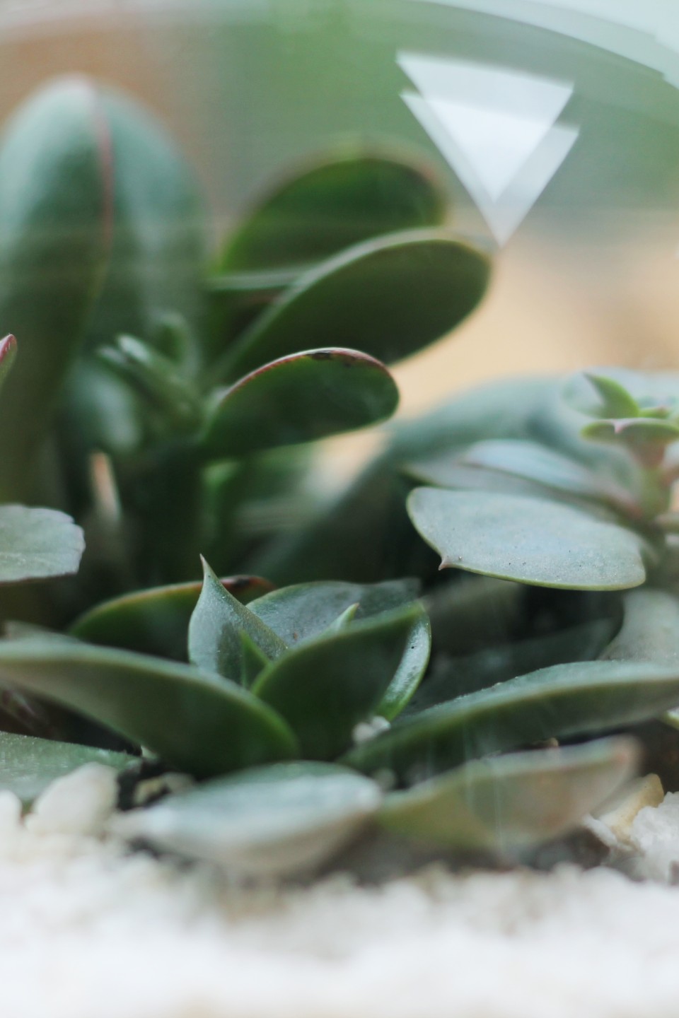 Мини-сад из суккулентов в стеклянной колбе №3 - подарочное оформление