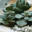 Мини-сад из суккулентов в стеклянной колбе №3 - с добавлением зелени - миниатюра 