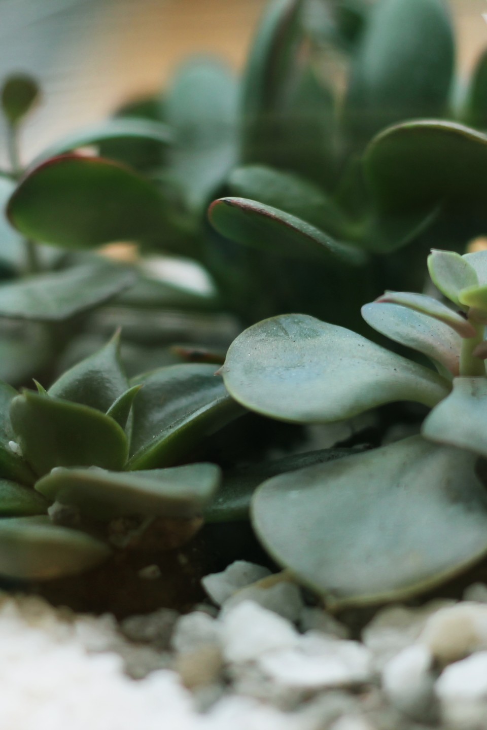 Мини-сад из суккулентов в стеклянной колбе №3 - с добавлением зелени