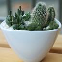 Мини-сад из кактусов и суккулентов №2 - миниатюра
