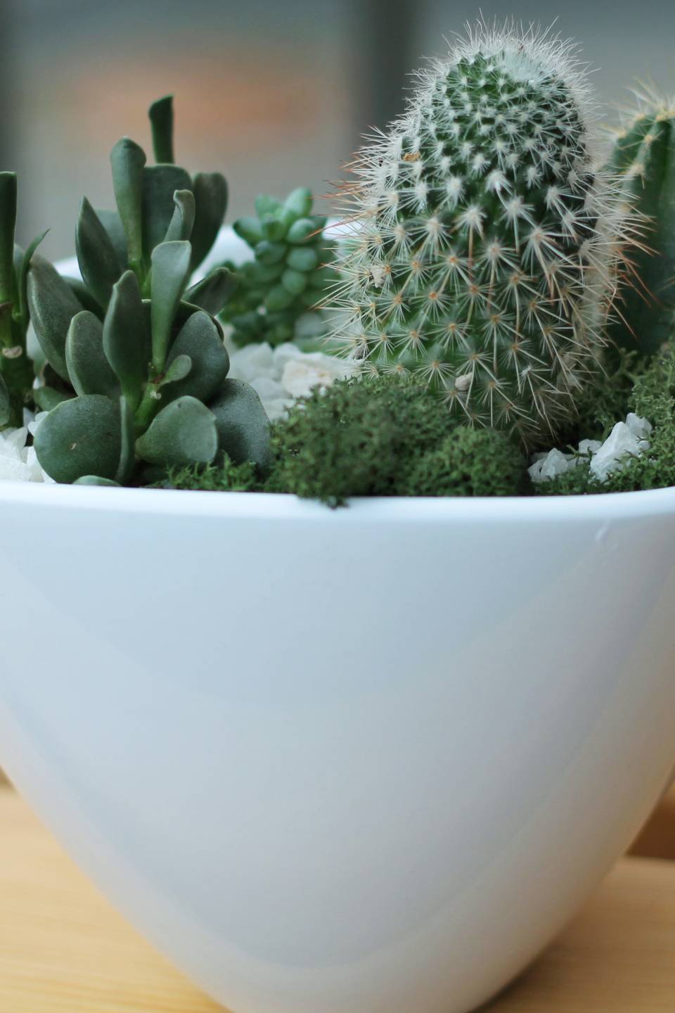 Мини-сад из кактусов и суккулентов №2