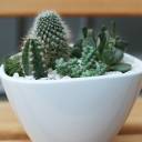 Мини-сад из кактусов и суккулентов №2 - с доставкой по Минску - миниатюра