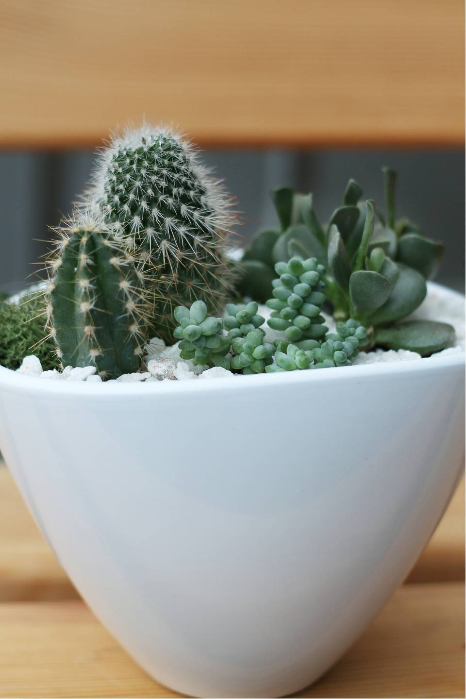 Мини-сад из кактусов и суккулентов №2 - с доставкой по Минску