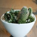 Мини-сад из кактусов и суккулентов №2 - с добавлением зелени - миниатюра 