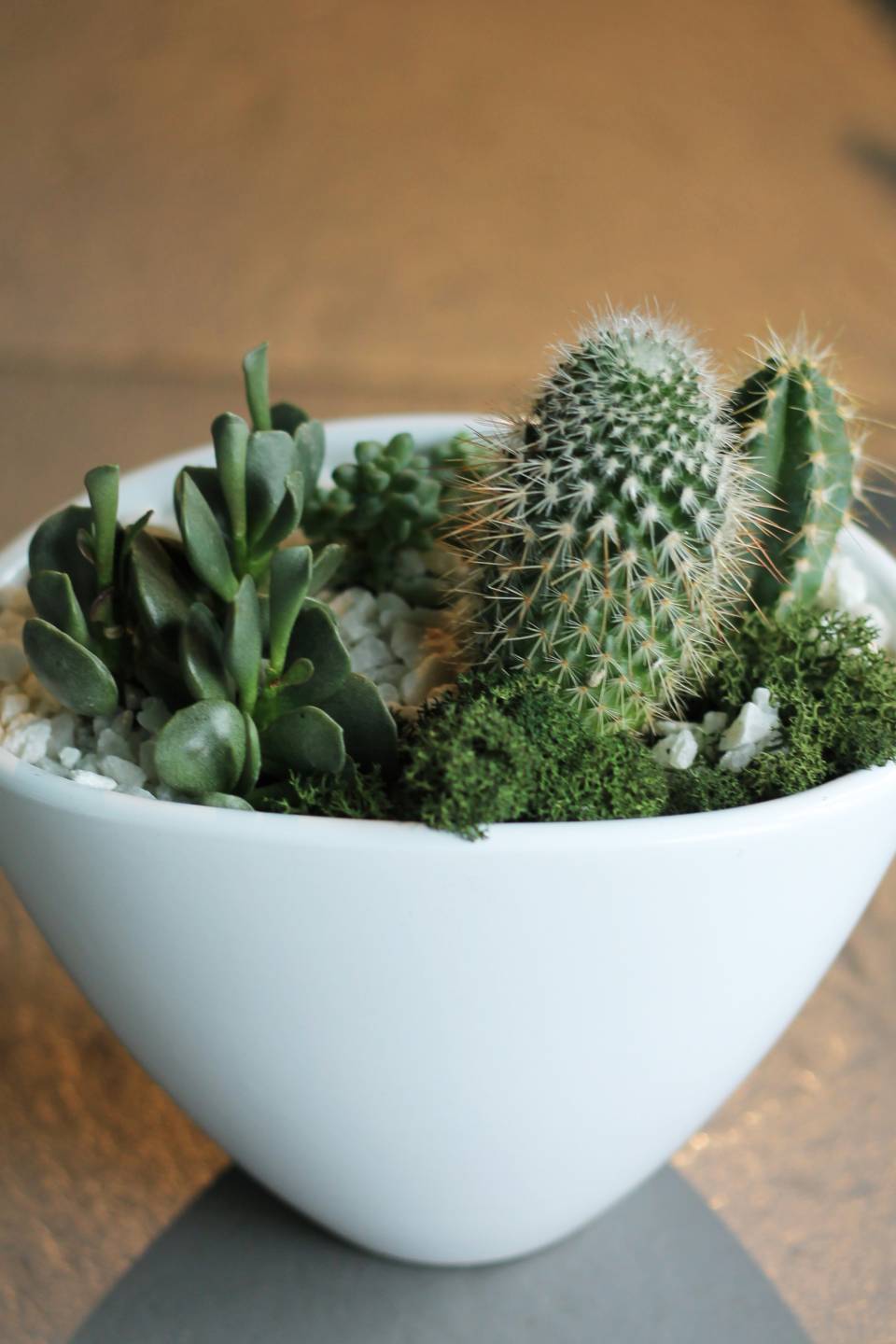 Мини-сад из кактусов и суккулентов №2 - с добавлением зелени