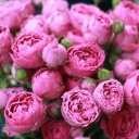 Кустовые розы Misty Bubbles - с добавлением зелени - миниатюра 