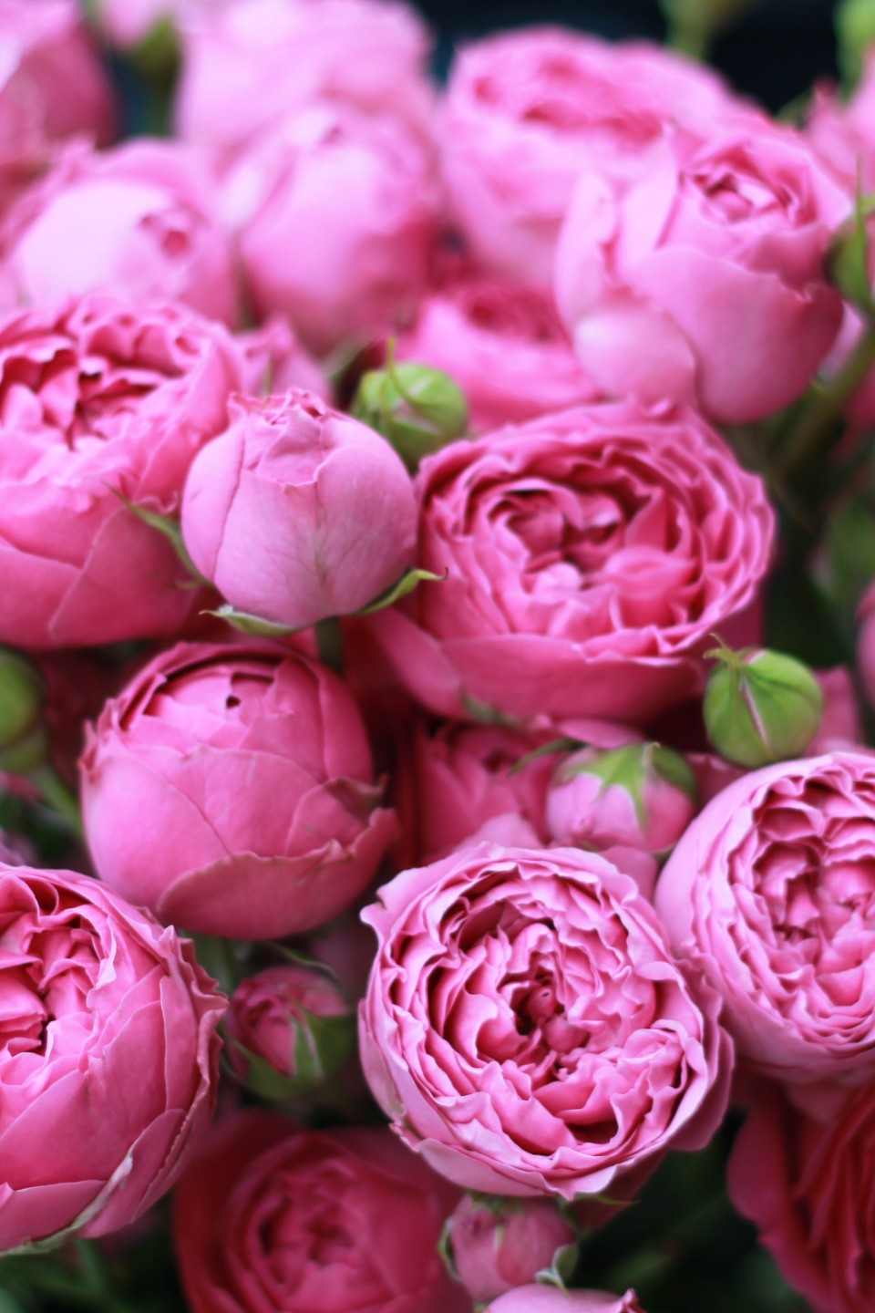 Кустовые розы Misty Bubbles - с добавлением зелени