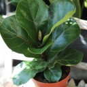 Фикус Лирата (Ficus Lyrata) - миниатюра