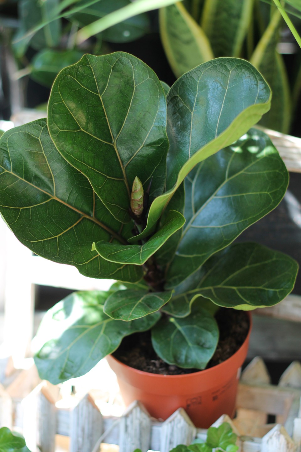 Фикус Лирата (Ficus Lyrata)