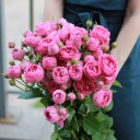 Кустовые розы Misty Bubbles - миниатюра