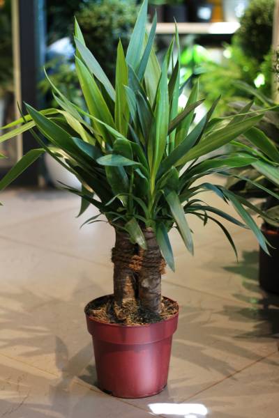 Юкка Элефантис (Yucca Elephantipes) 70 см
