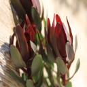 Leucadendron - миниатюра