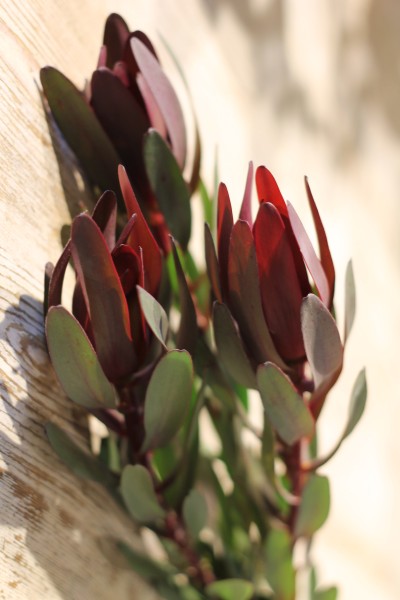 Leucadendron