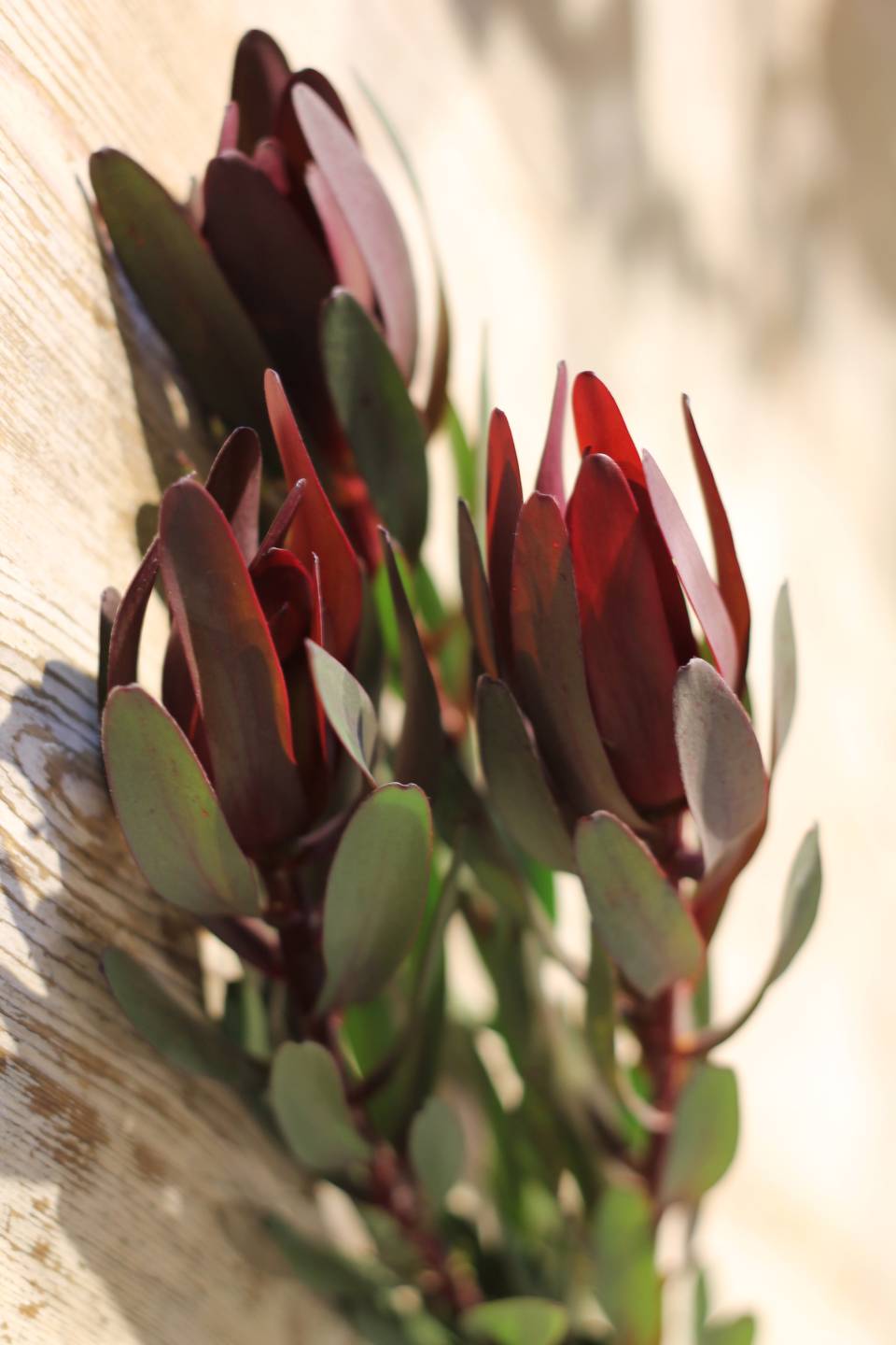 Leucadendron