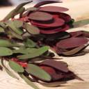 Leucadendron - с доставкой по Минску - миниатюра