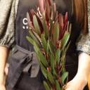 Leucadendron - с добавлением зелени - миниатюра 