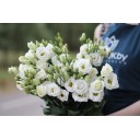 Белая эустома - миниатюра