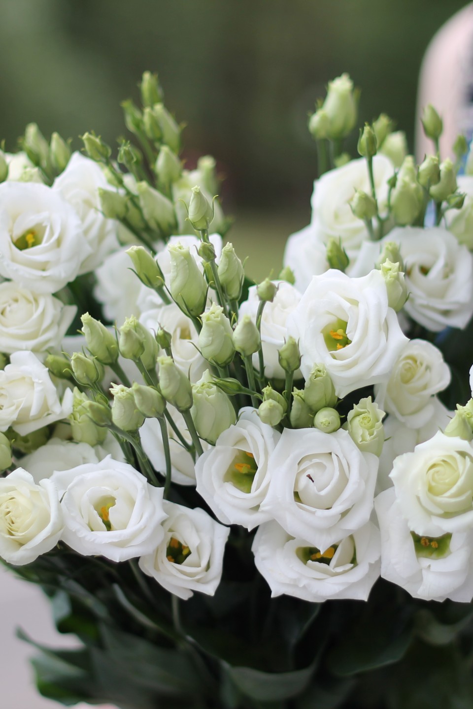 Белая эустома