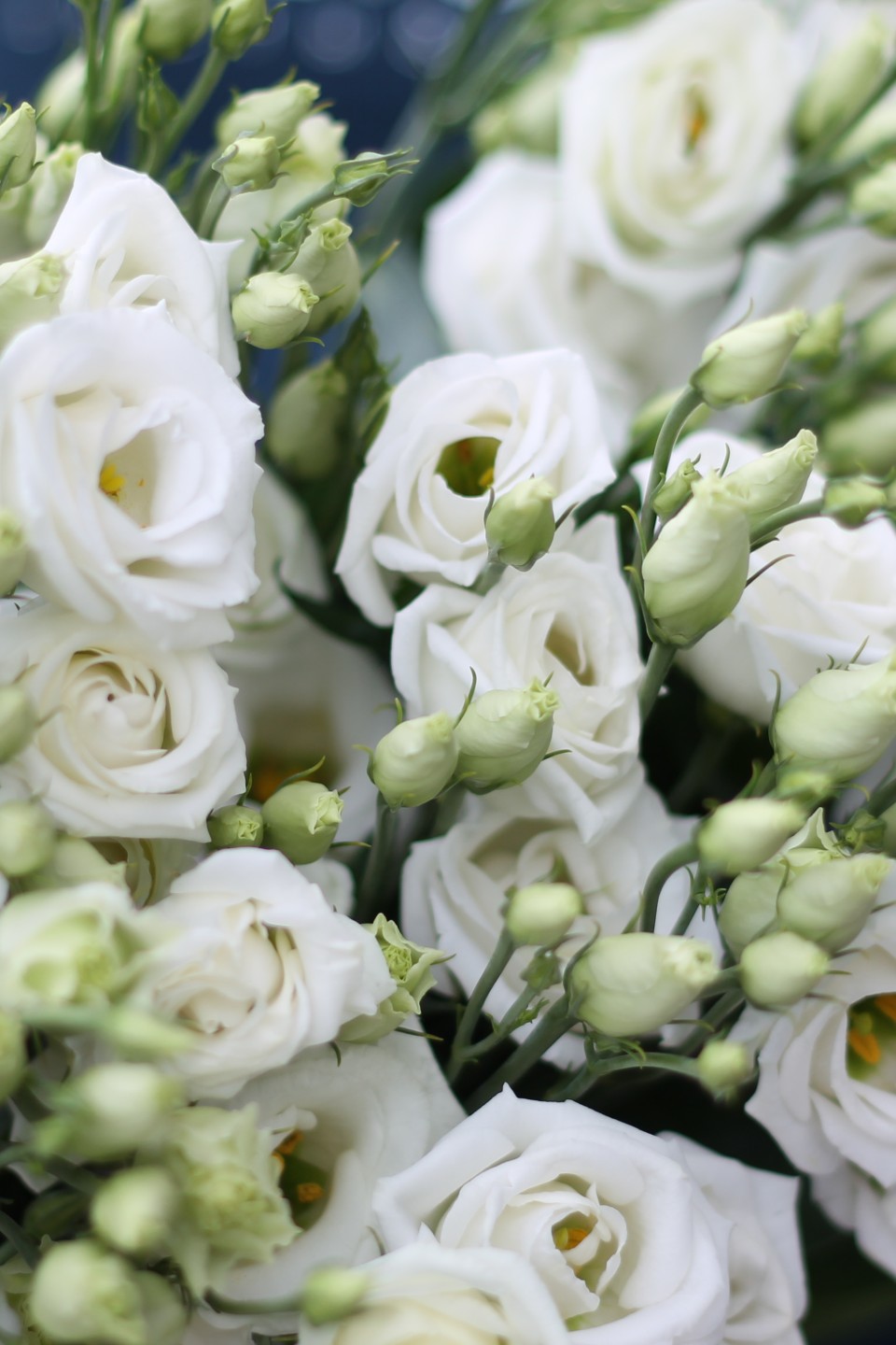 Белая эустома - с доставкой по Минску