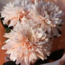 Букет из хризантем Танец Фламинго - подарочное оформление - миниатюра