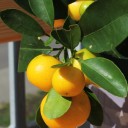 Каламондин (Citrus Calamondin) - с добавлением зелени - миниатюра 