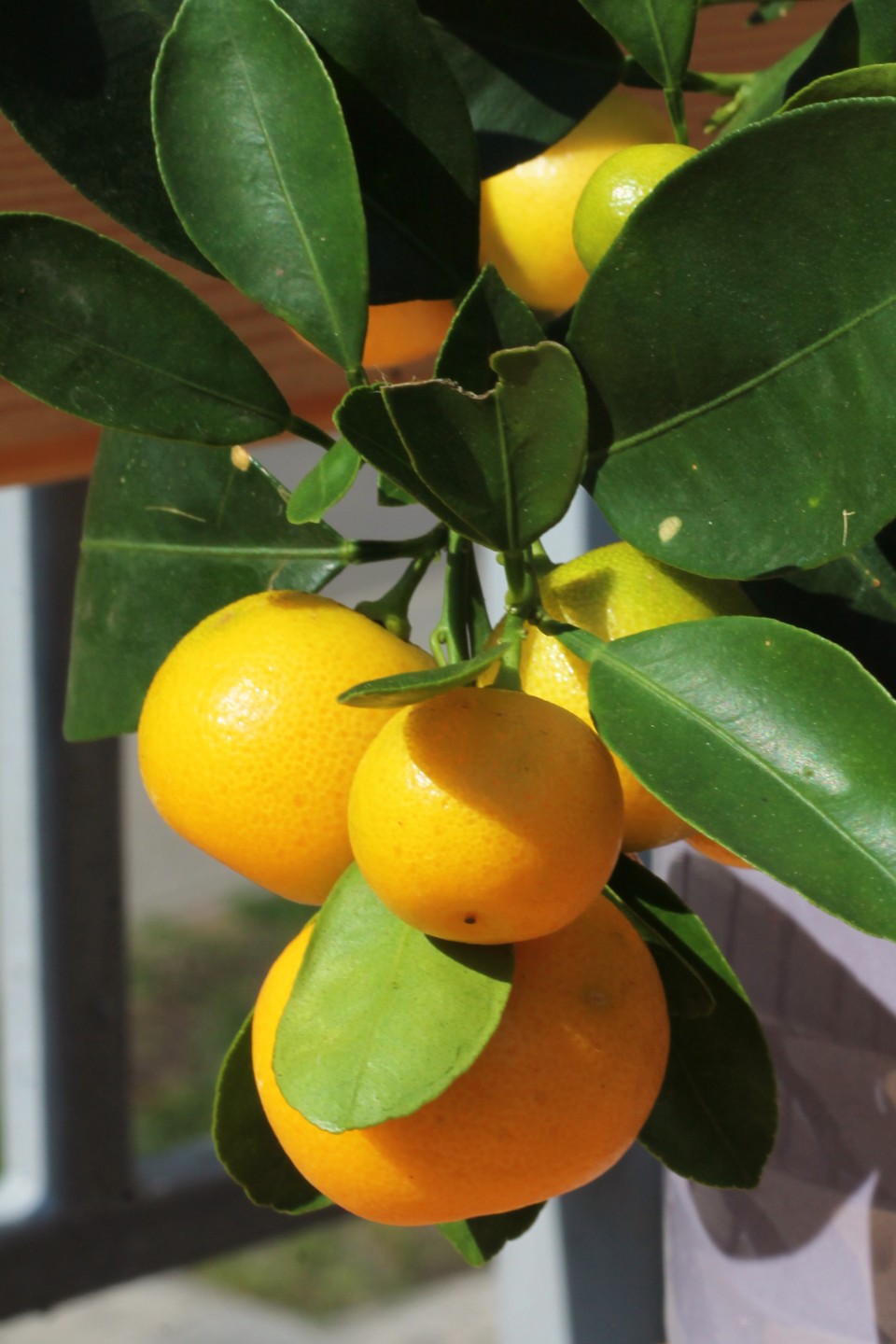 Каламондин (Citrus Calamondin) - с добавлением зелени