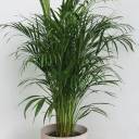 Дипсис желтоватый (Dypsis Lutescens Areca) - миниатюра