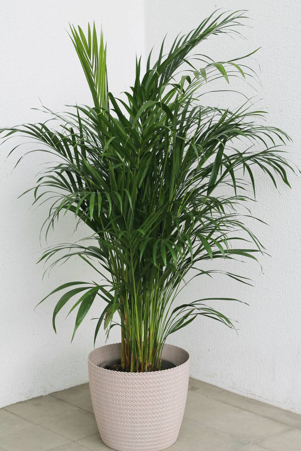 Дипсис желтоватый (Dypsis Lutescens Areca)