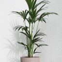 Ховея Форстера(Howea Forsteriana) - с доставкой по Минску - миниатюра