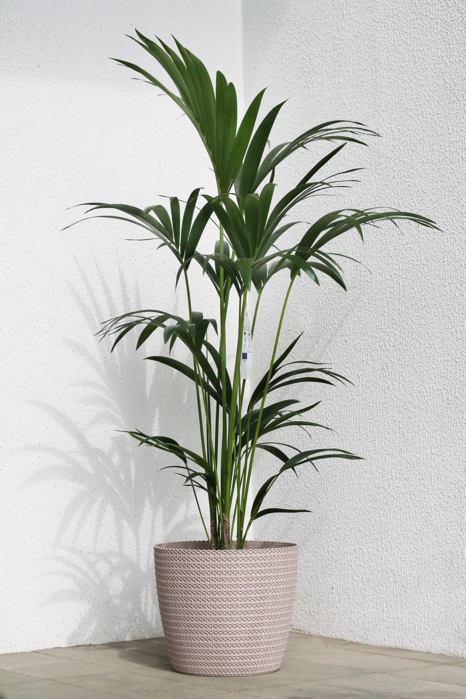 Ховея Форстера(Howea Forsteriana) - с доставкой по Минску