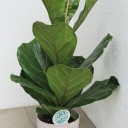 Фикус лировидный (Ficus Lyrata) - для женщины/молодой пары - миниатюра