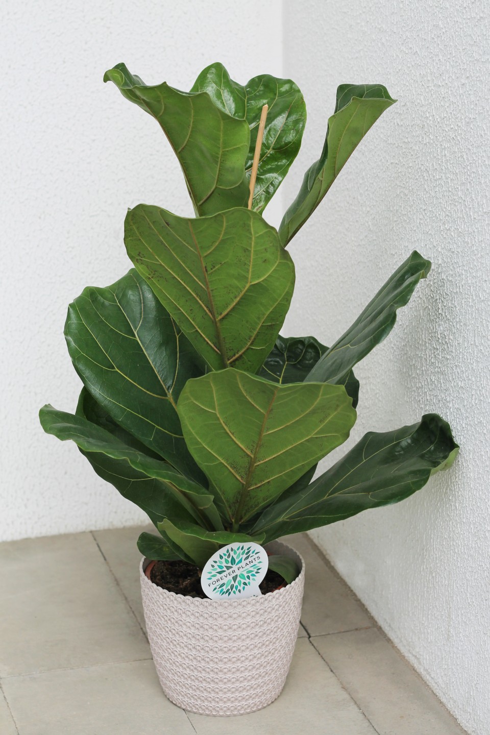 Фикус лировидный (Ficus Lyrata) - для женщины/молодой пары