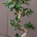 Фикус Гинсенг (Ficus Ginseng) 70-22 см S-образный - с доставкой по Минску - миниатюра