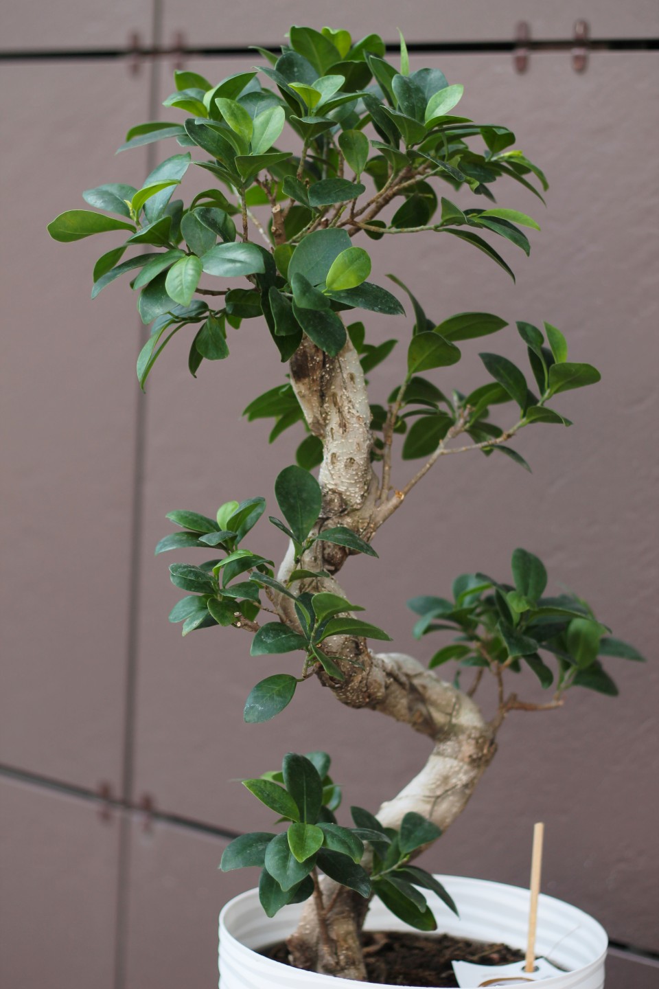 Фикус Гинсенг (Ficus Ginseng) 70-22 см S-образный - с доставкой по Минску