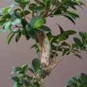 Фикус Гинсенг (Ficus Ginseng) 70-22 см S-образный - с добавлением зелени - миниатюра 