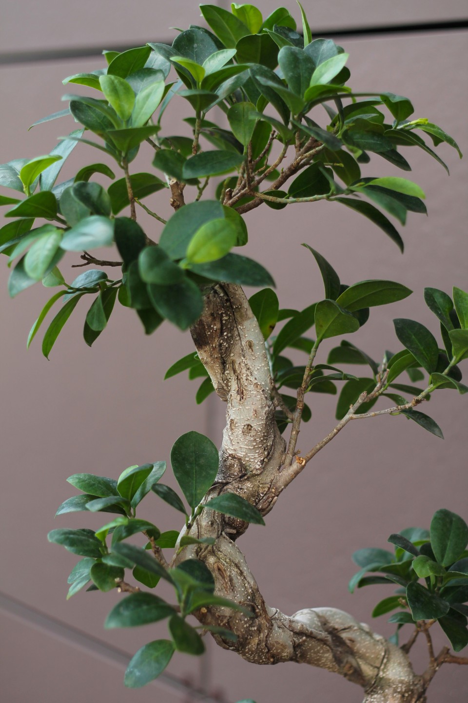 Фикус Гинсенг (Ficus Ginseng) 70-22 см S-образный - с добавлением зелени