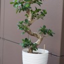 Фикус Гинсенг (Ficus Ginseng) 70-22 см S-образный - миниатюра