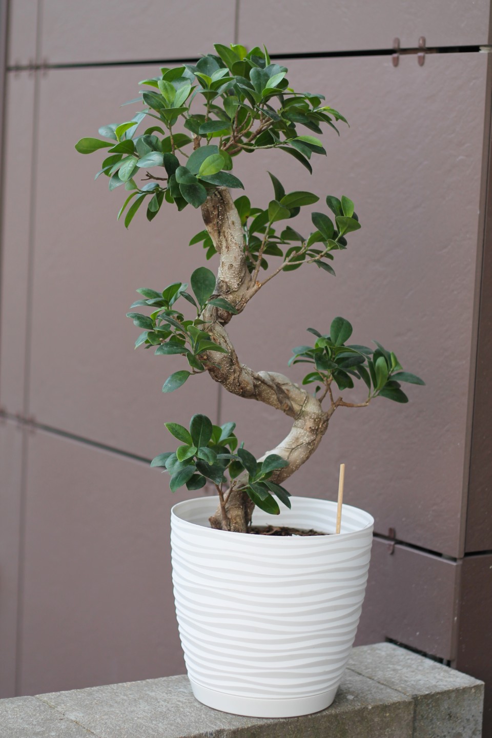 Фикус Гинсенг (Ficus Ginseng) 70-22 см S-образный