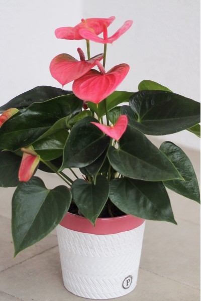 Антуриум розовый 50-14