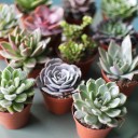 Суккулент микс - подарочное оформление - миниатюра