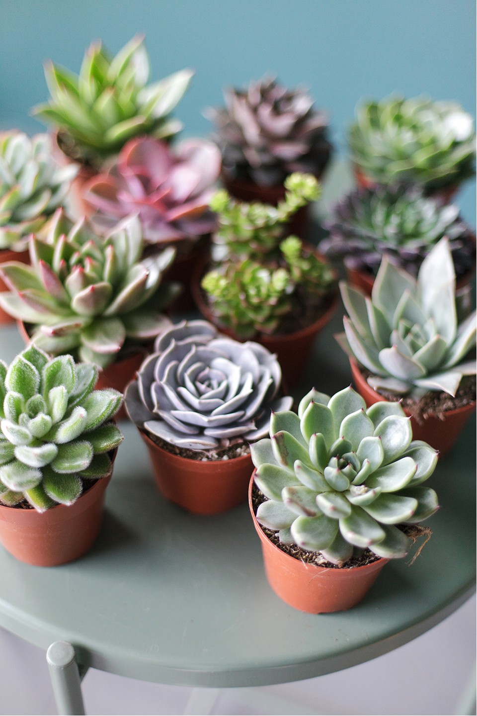 Суккулент микс - подарочное оформление