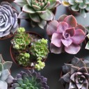 Эхеверия (Echeveria) 15 см - миниатюра
