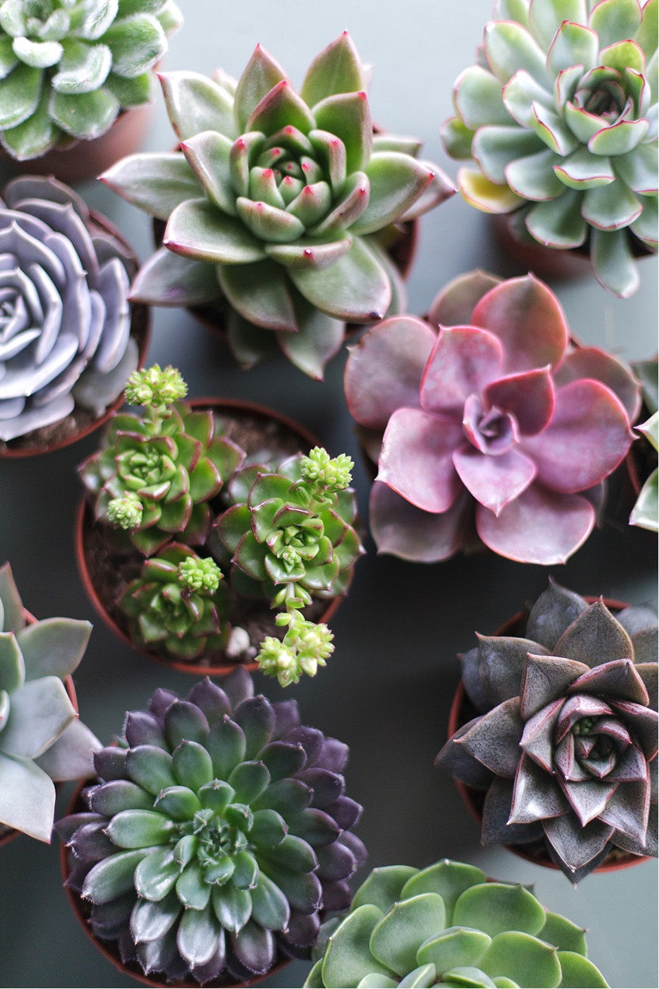 Эхеверия (Echeveria) 15 см