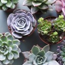 Эхеверия (Echeveria) 15 см - с добавлением зелени - миниатюра 