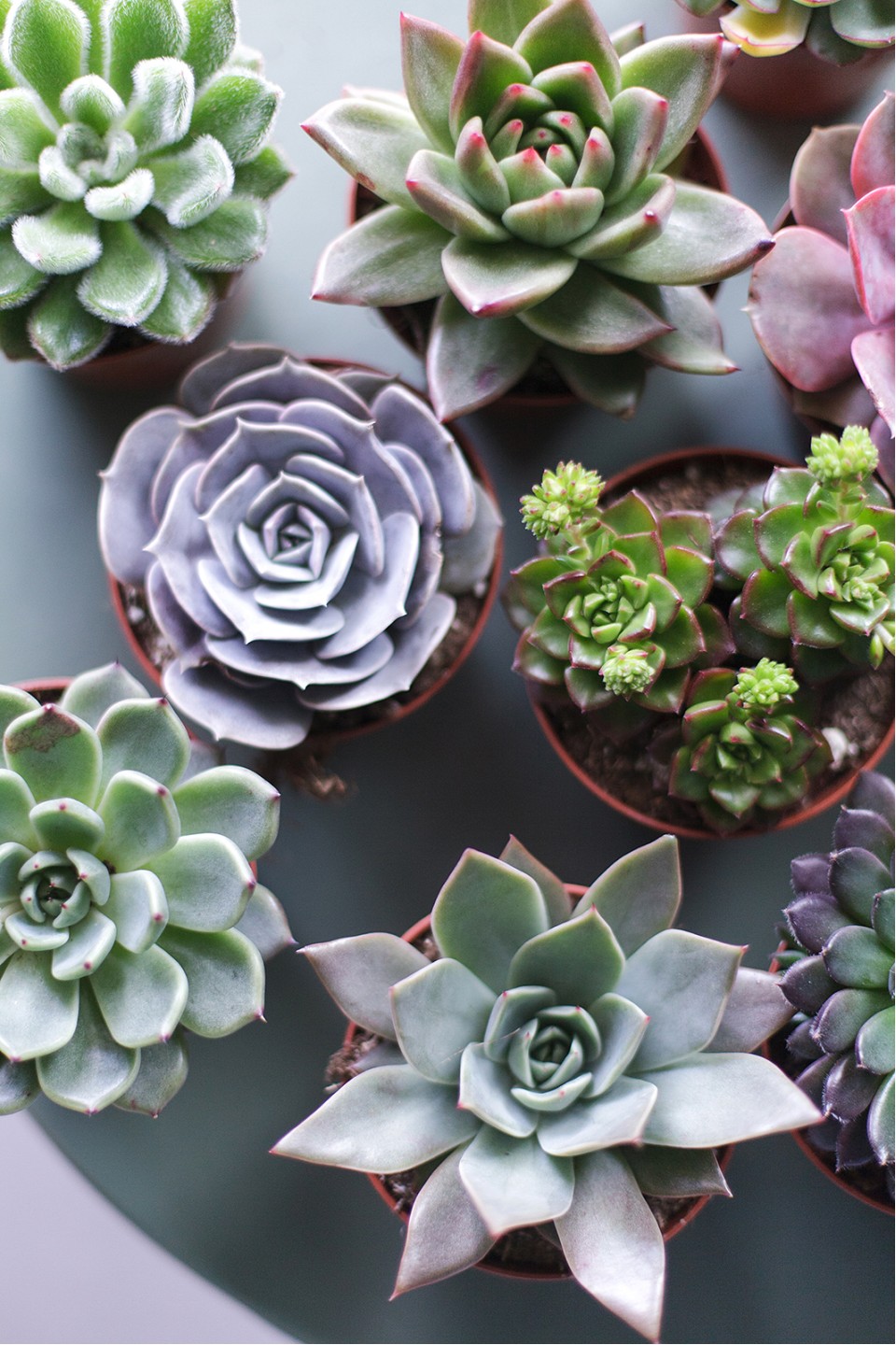 Эхеверия (Echeveria) 15 см - с добавлением зелени