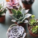 Эхеверия (Echeveria) 15 см - подарочное оформление - миниатюра