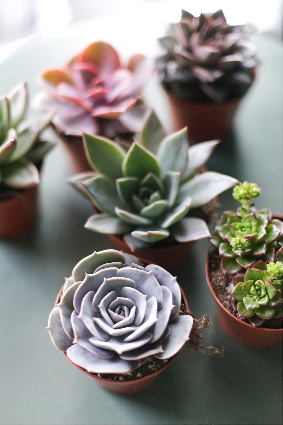 Эхеверия (Echeveria) 15 см - подарочное оформление